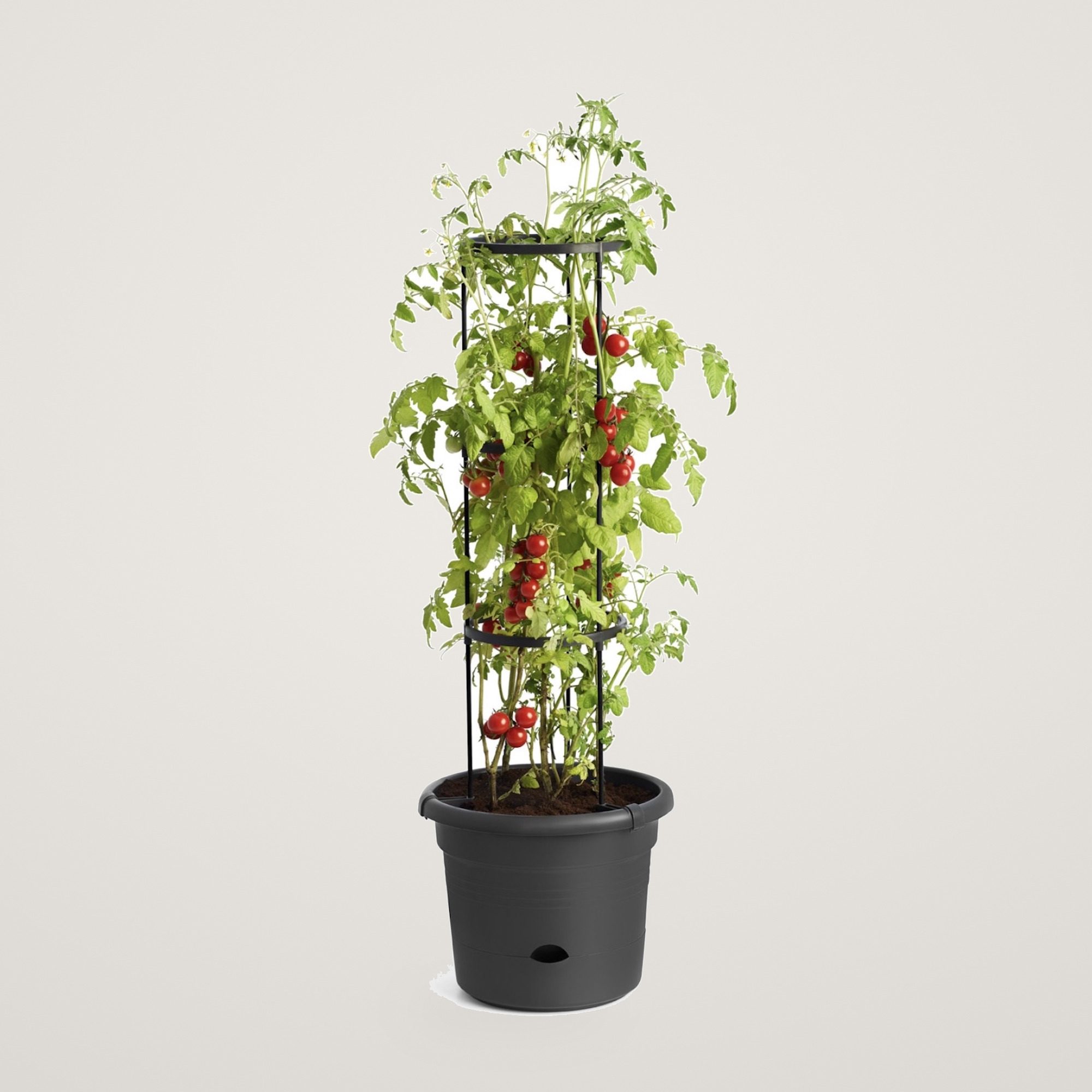 Ghiveci special pentru cresterea rosiilor Green Basics Tomato Pot cu diametrul de 33cm, farfurie integrata si suport pe nivele pentru legarea rosiilor, din plastic reciclat, culoarea neagra