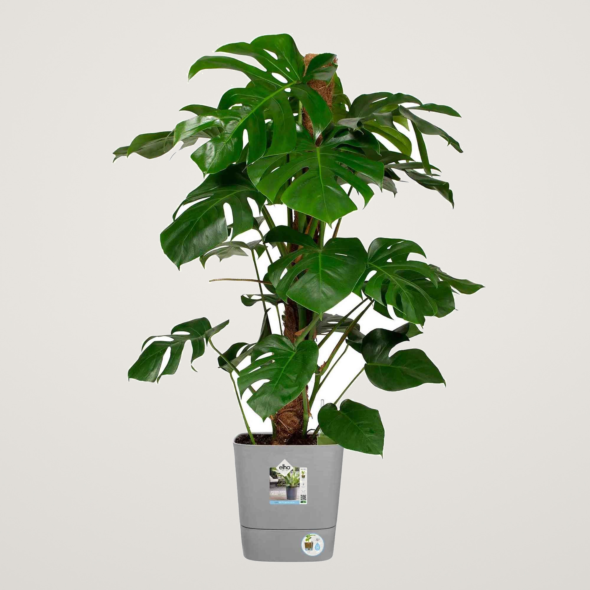 greensense aqua care square 30cm light concrete - imagine 5