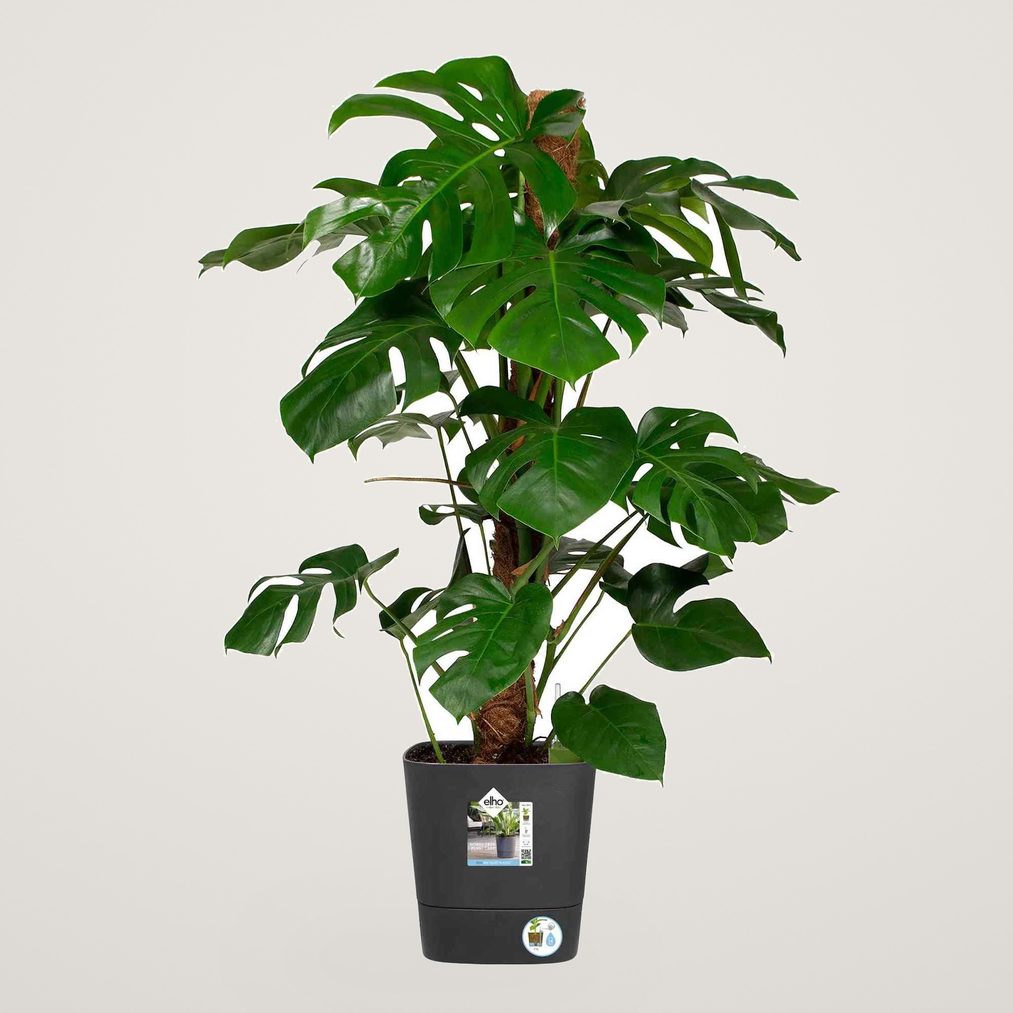 greensense aqua care square 38cm charcoal grey - imagine 4