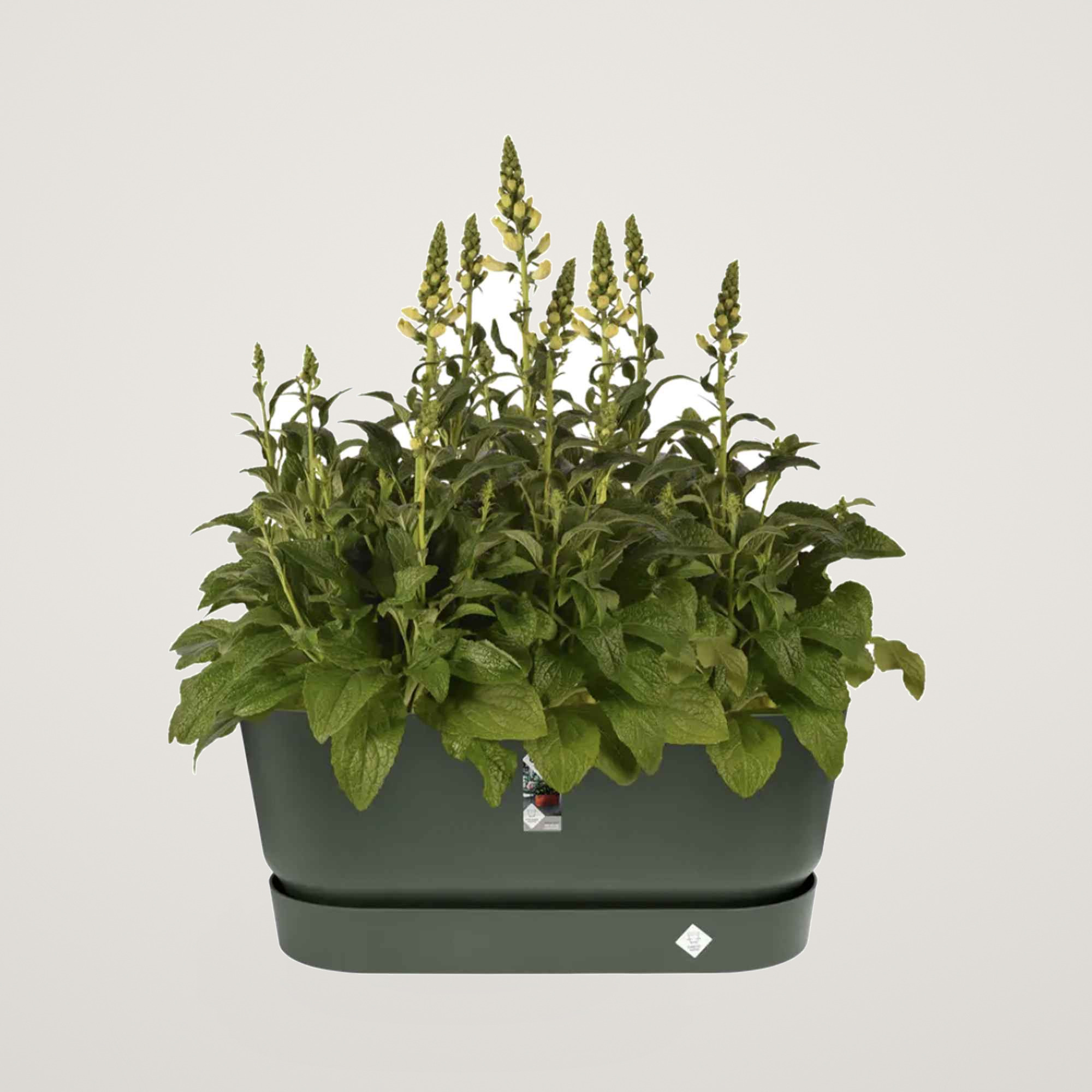Jardiniera cu roti pentru terasa greenville terrace 60cm, culoare verde - imagine 2