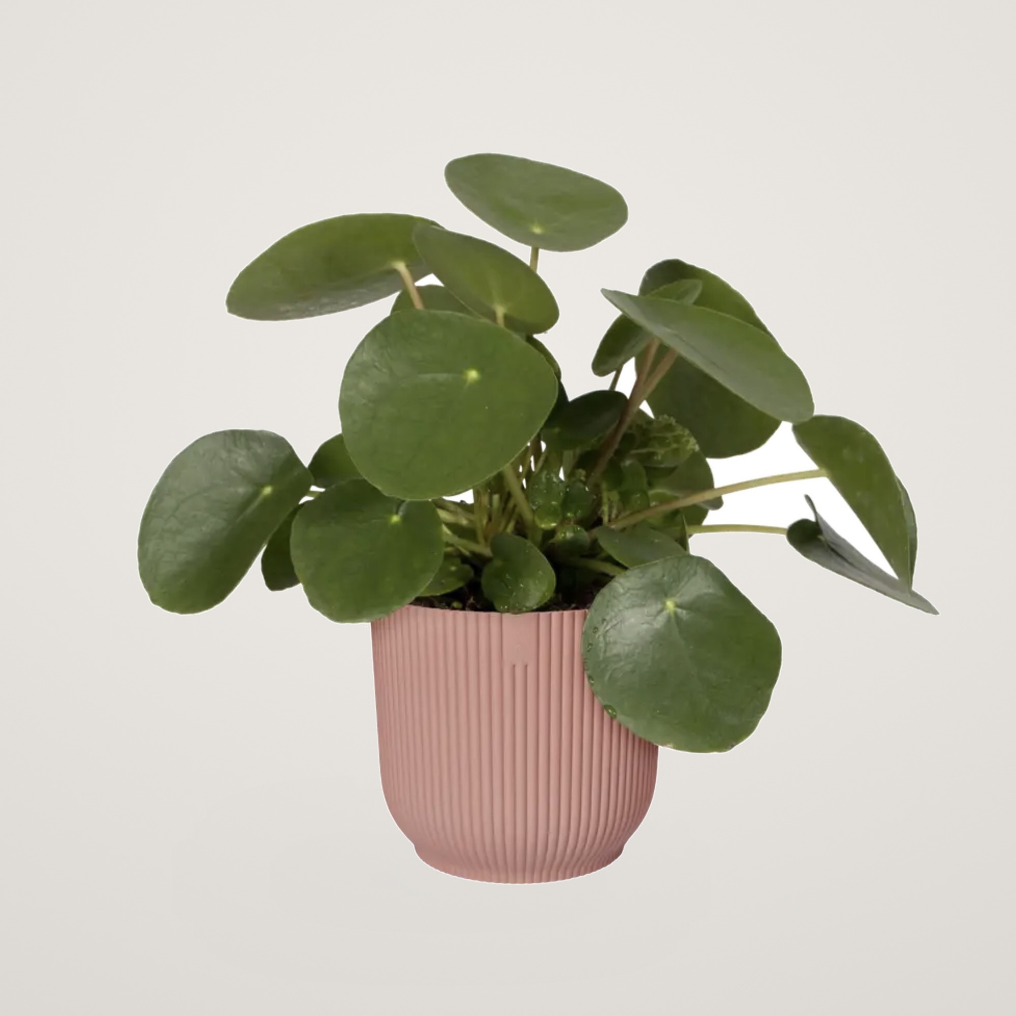 vibes fold round 14cm delicate pink - imagine 2