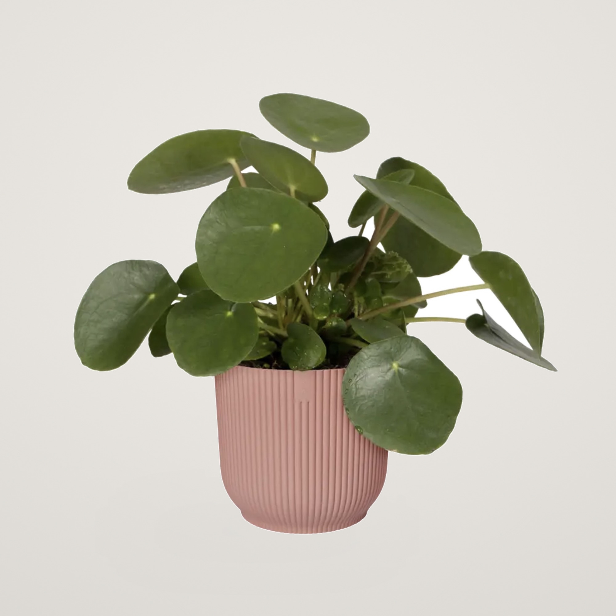 vibes fold round 16cm delicate pink - imagine 2