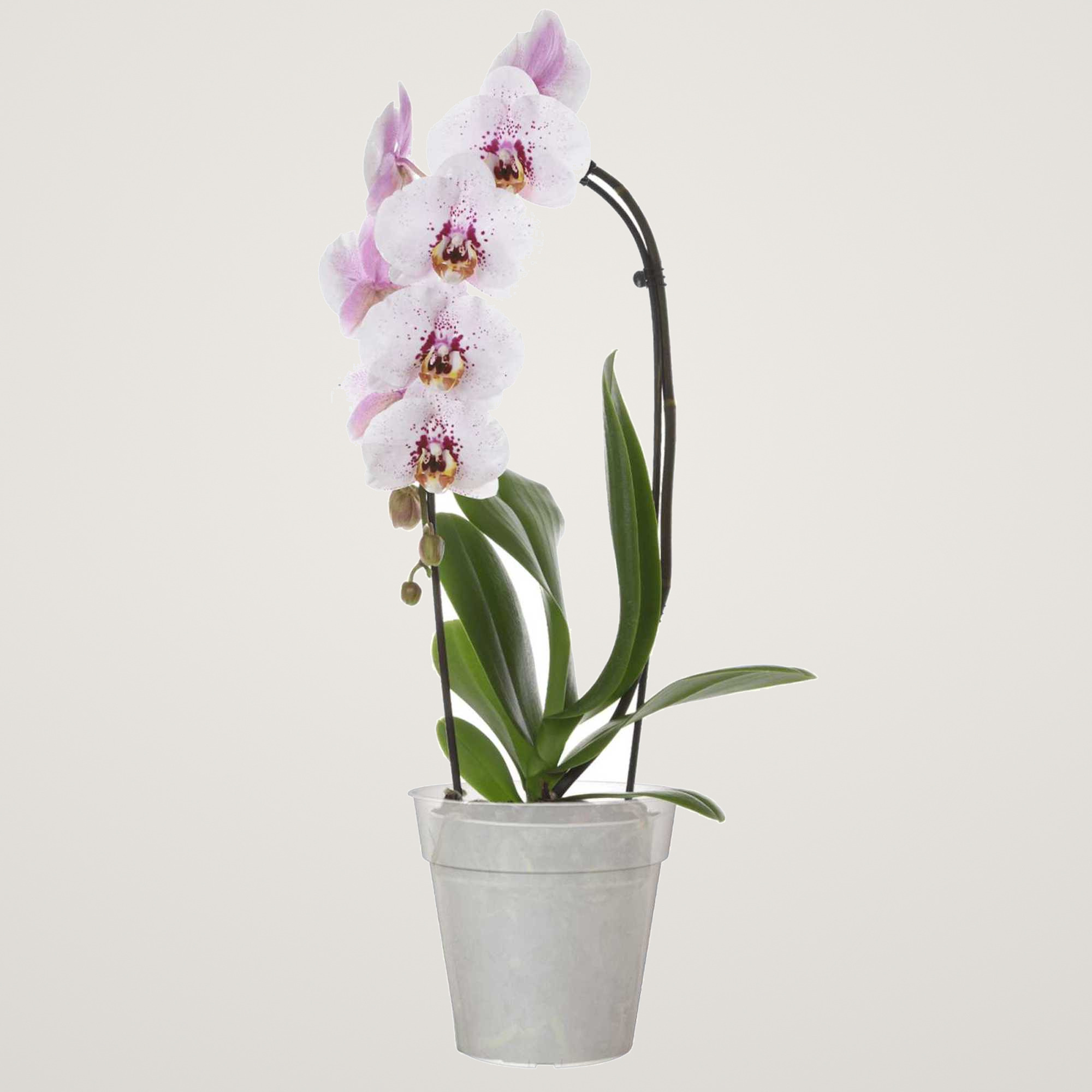 Ser 12 ghiveci de productie pentru orhidee Madagascar, 17cm, culoare transparent - imagine 2