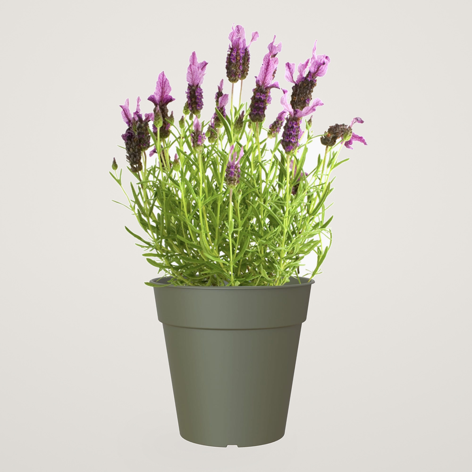 Ghiveci de productie Madagascar 15cm, culoarea verde - imagine 2