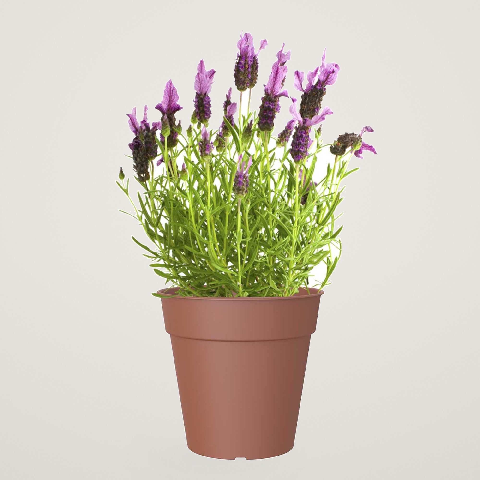 Ghiveci de productie Madagascar 35cm, culoarea terra - imagine 2