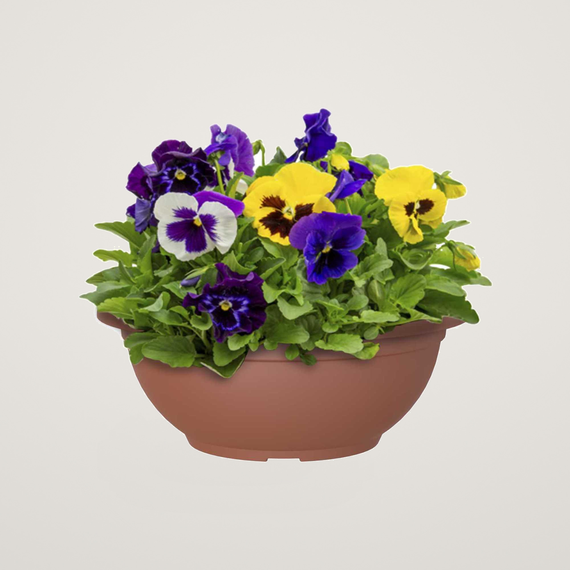 Bol Venezia 30cm, culoarea terra - imagine 2