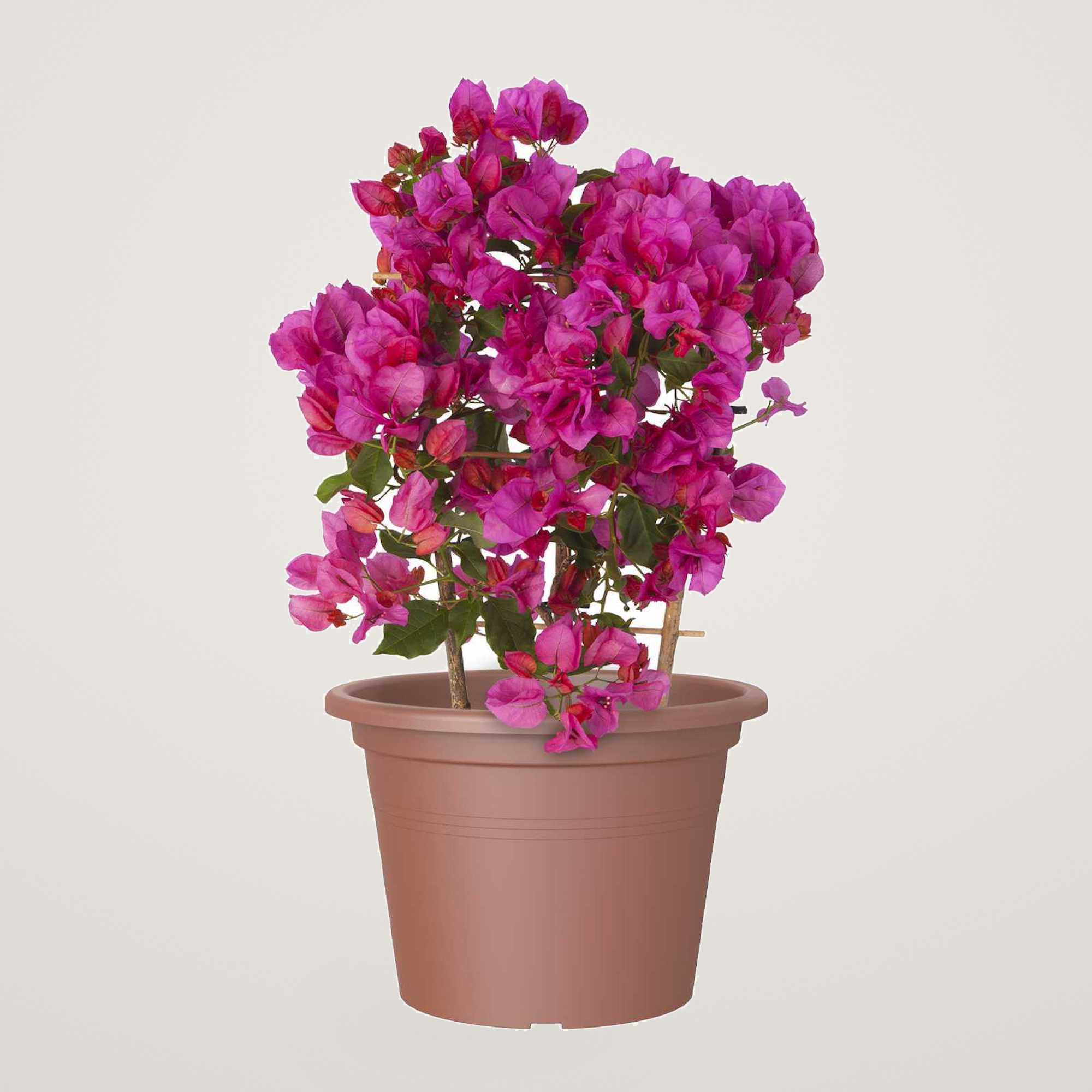 Ghiveci Venezia cilindric 25cm, culoarea terra - imagine 2