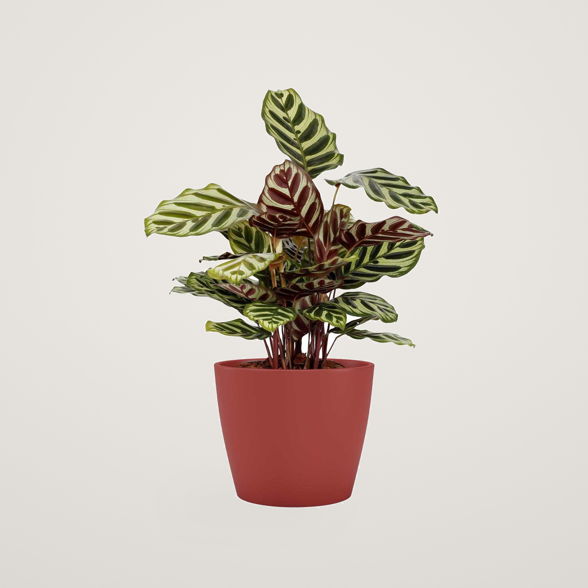 Ghiveci ceramic Nubia 22 cm, culoarea rosu - imagine 4