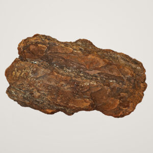 Scoarta de pin mediteranean Dr.Soil, piesa decorativa pentru aranjamente