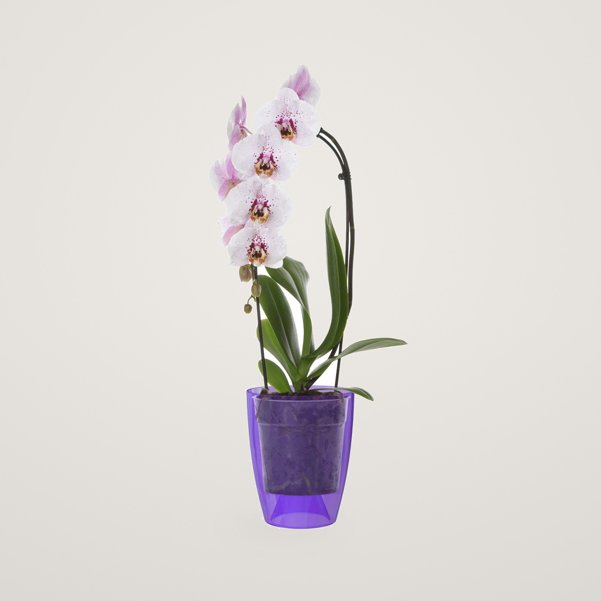 Masca pentru orhidee Fiji 12,5cm Purple Transparent - imagine 5