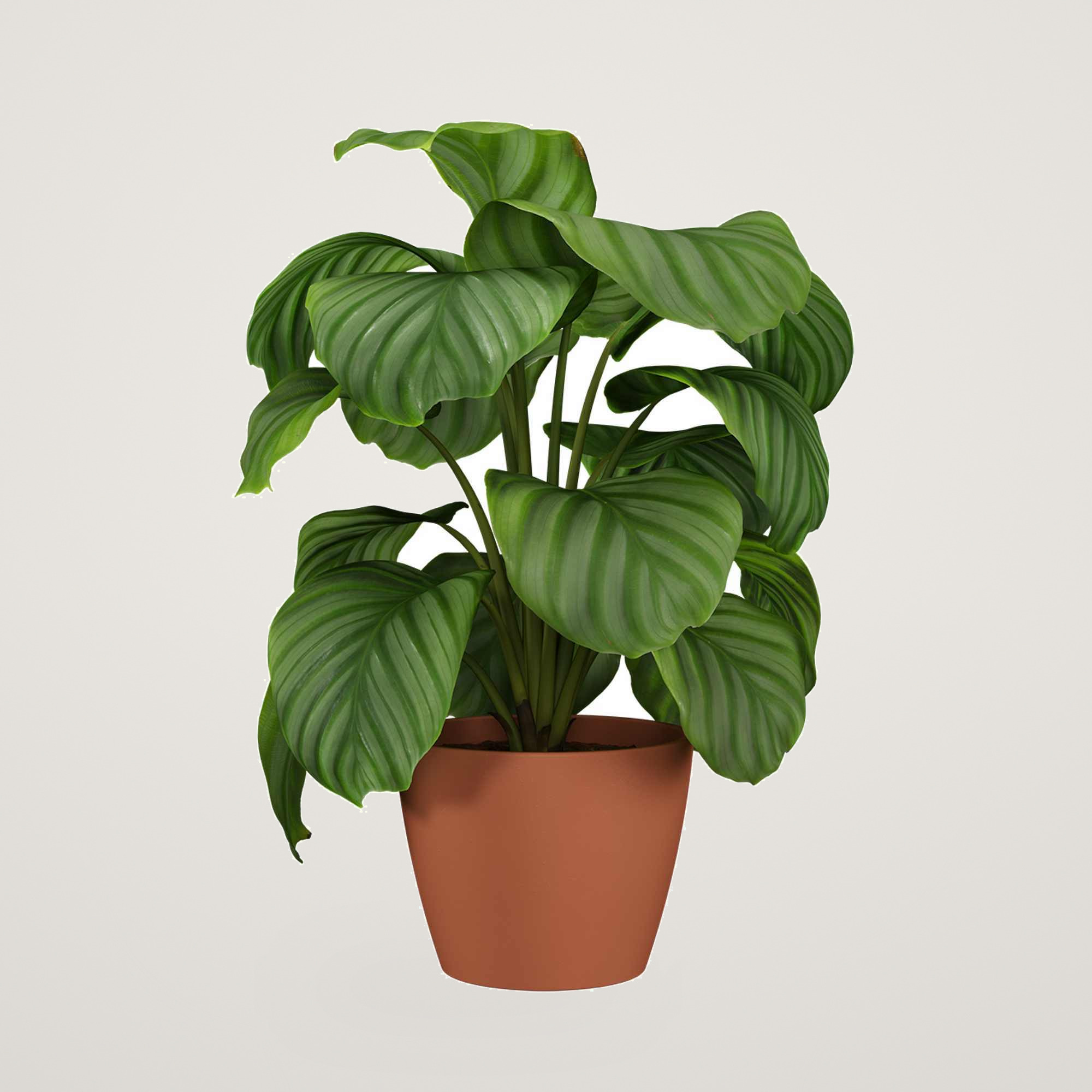 Ghiveci ceramic Emilia 20cm, culoarea natur - imagine 4
