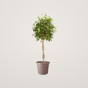 Ghiveci Elho Algarve Cilindro cu diametrul de 40 cm pentru plante de exterior maro