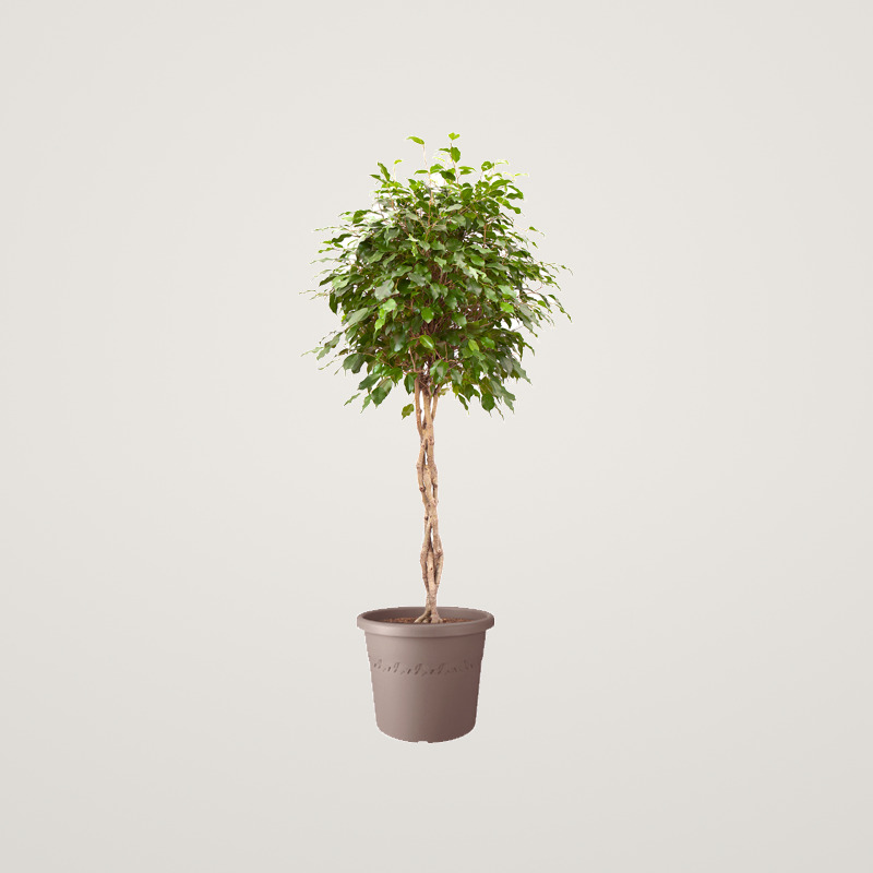 Ghiveci Elho Algarve Cilindro cu diametrul de 40 cm pentru plante de exterior maro