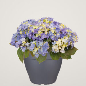 Ghiveci pentru exterior Torino campana 35 cm anthracit