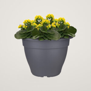 Ghiveci pentru exterior Torino campana 40 cm anthracit