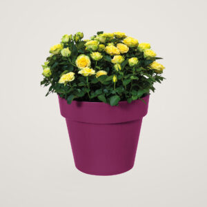 Ghiveci pentru plante de exterior Elho Green Basics TopPlanter 23 cm fucsia