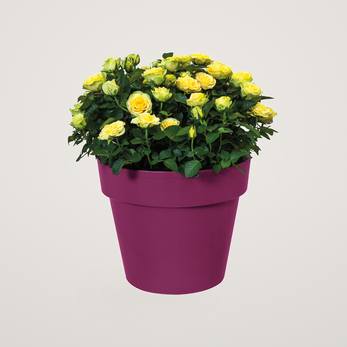 Ghiveci pentru plante de exterior Elho Green Basics TopPlanter 23 cm fucsia