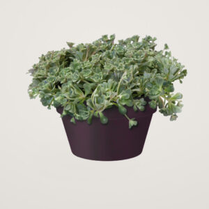 Bol Loft Urban cu diametrul de 35 cm mov