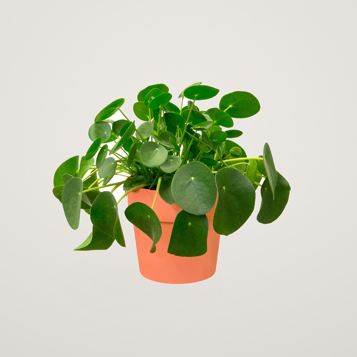 Masca de ghiveci Elho b.for original, culoarea piersica, din plastic, cu diametrul de 16 cm, pentru plante de interior - imagine 2