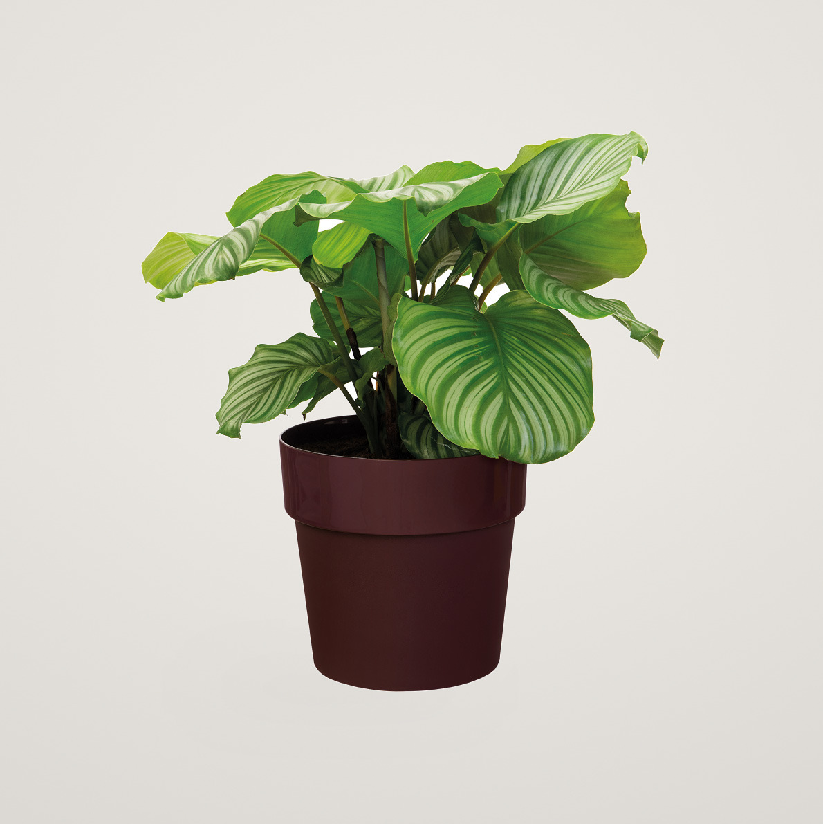 Masca de ghiveci Elho b.for original, culoarea mov, din plastic, cu diametrul de 18 cm, pentru plante de interior - imagine 2
