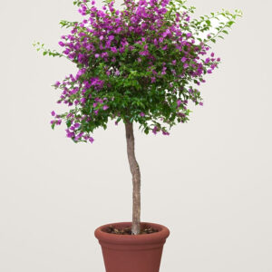 Ghiveci din material compozit plastic si lemn allure doppio square 40 cm, culoare red sand